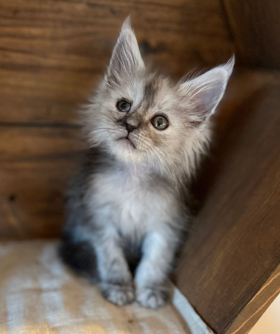 Ash- 8 weeks