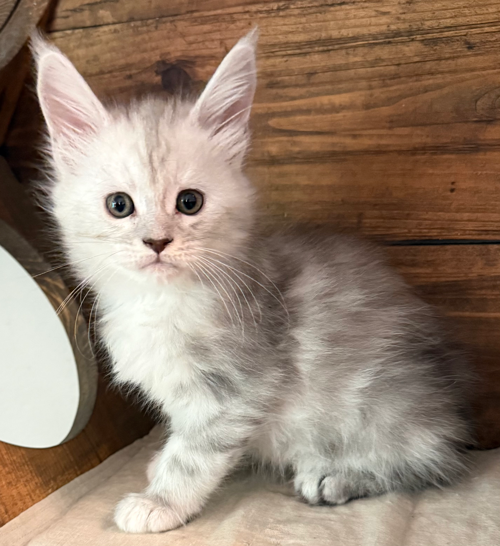 Honey- 6 weeks #5