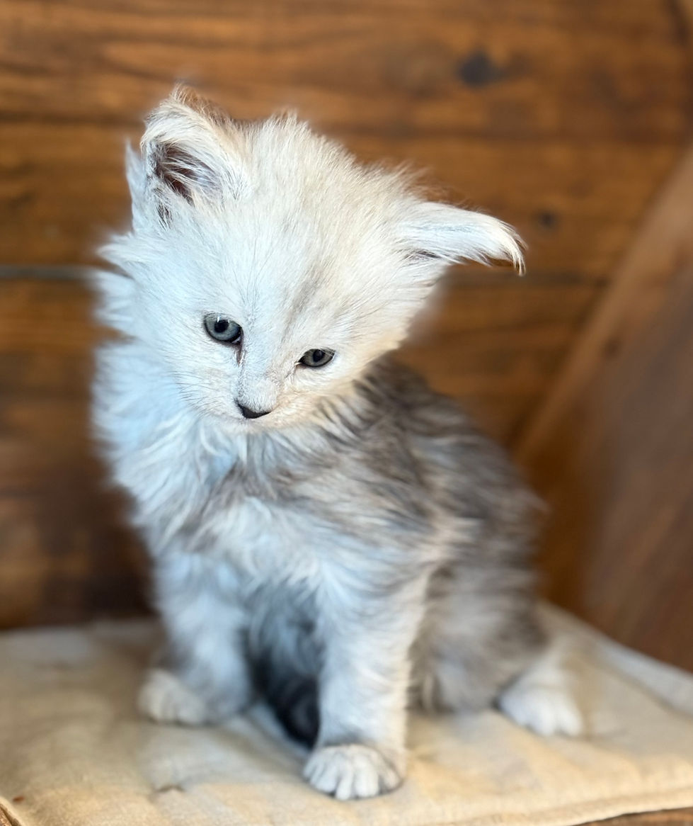 Cire- 5 weeks