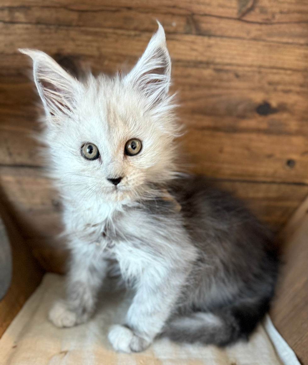 Cire- 8 weeks