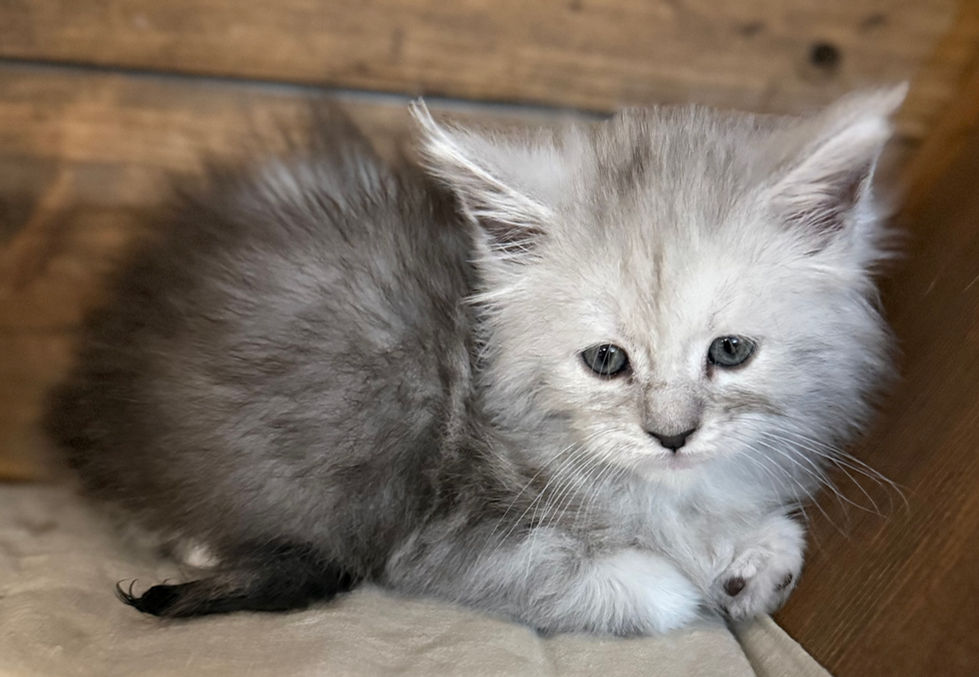 Brinley- 6 weeks