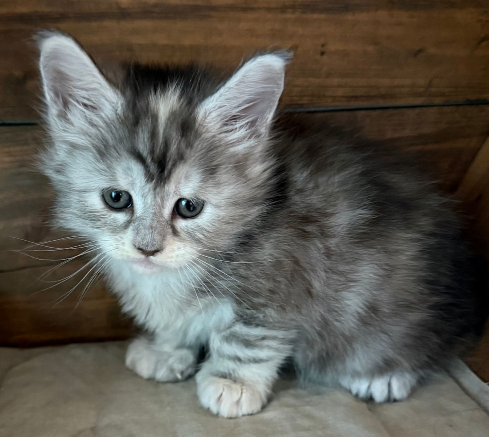 Josie- 5 weeks