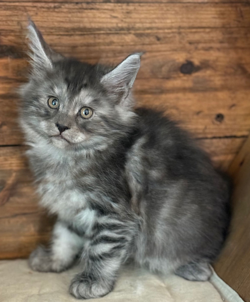  D'Artagnan - 7 Weeks