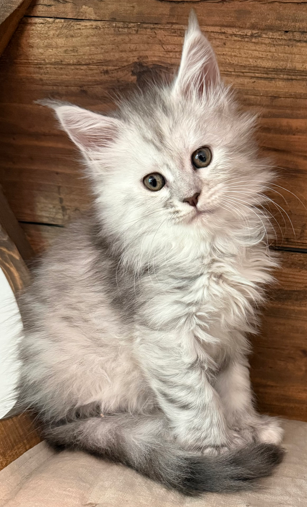 Hailey- 6 weeks #23