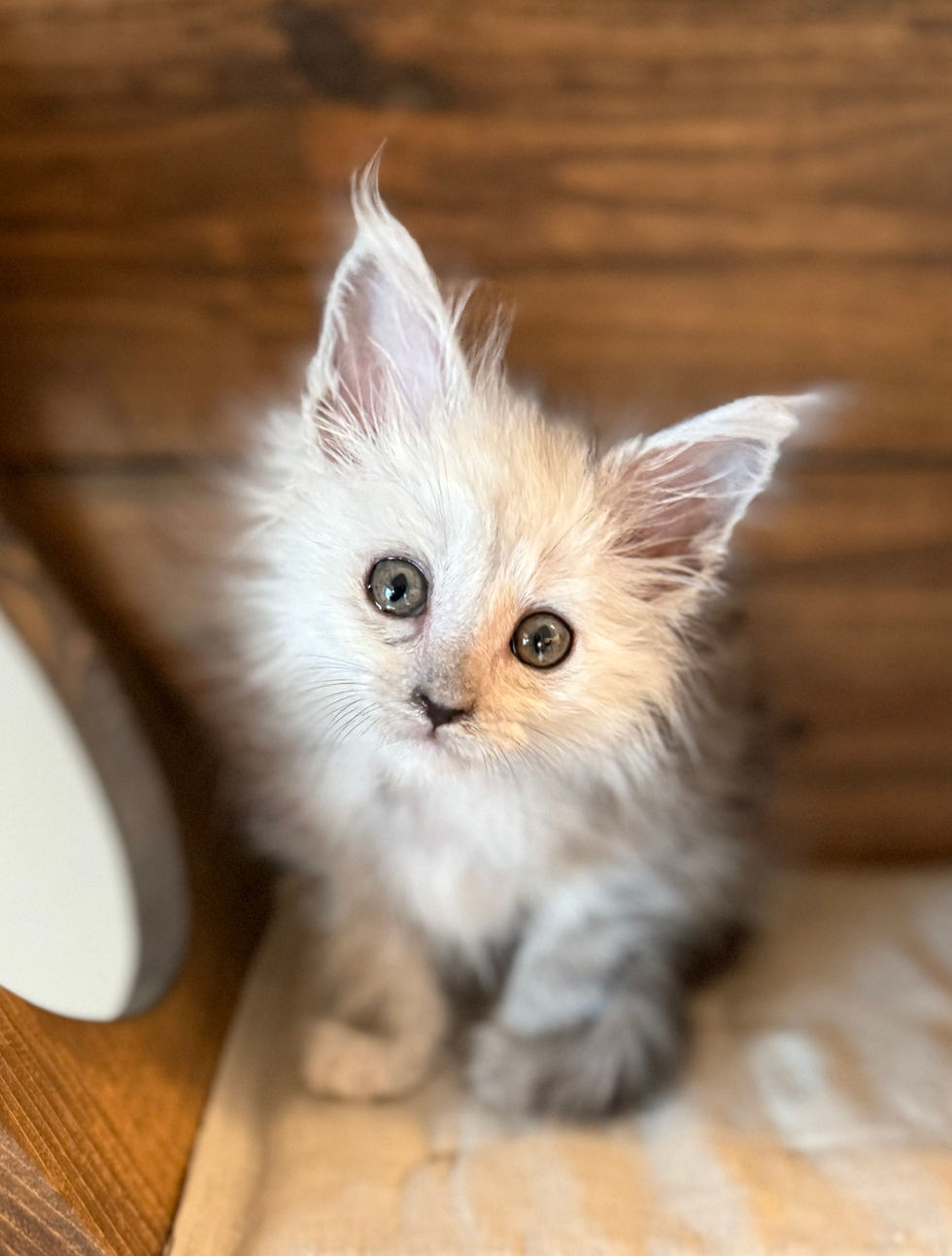 Atlas- 8 weeks