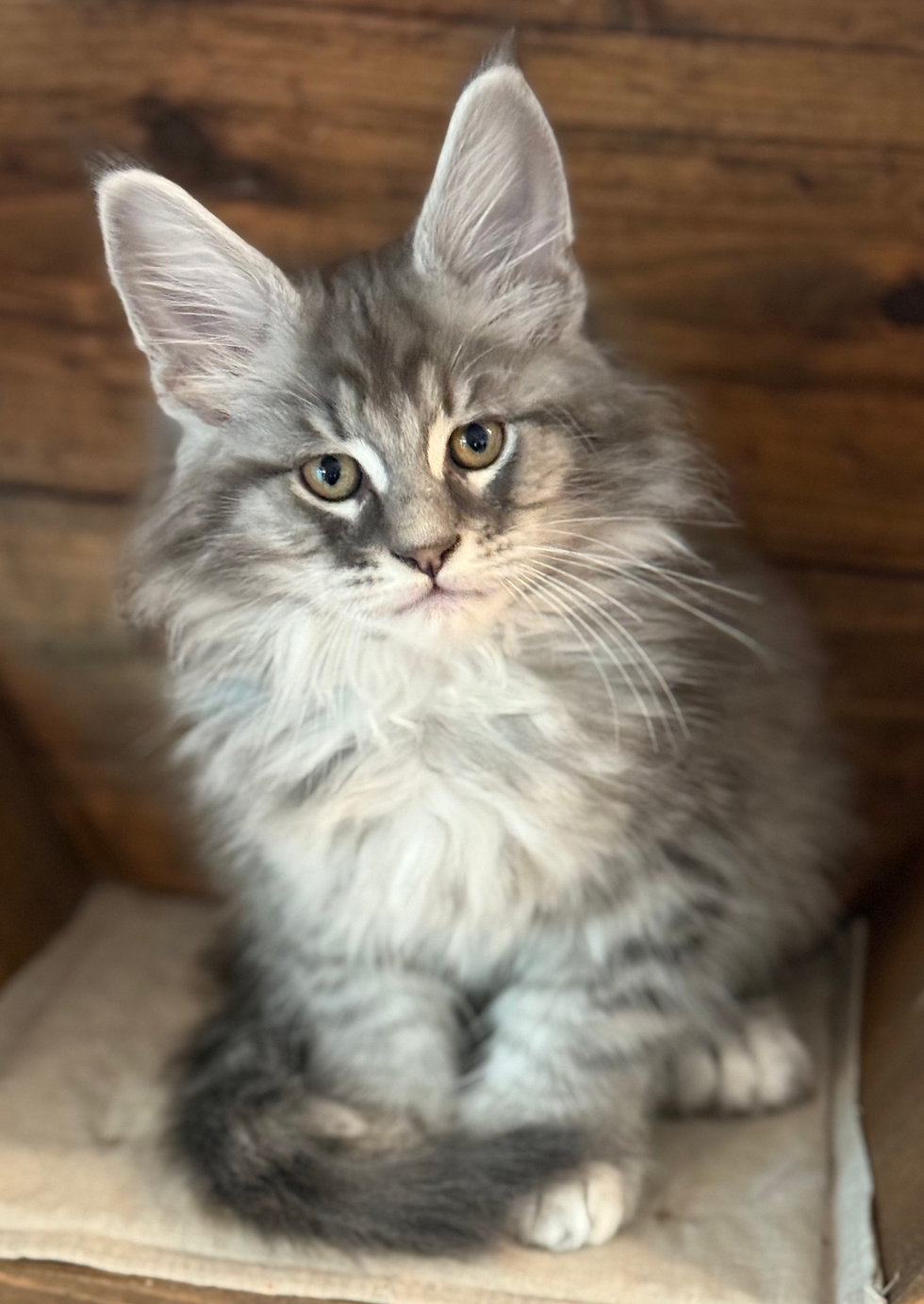 Dash - 10 Weeks
