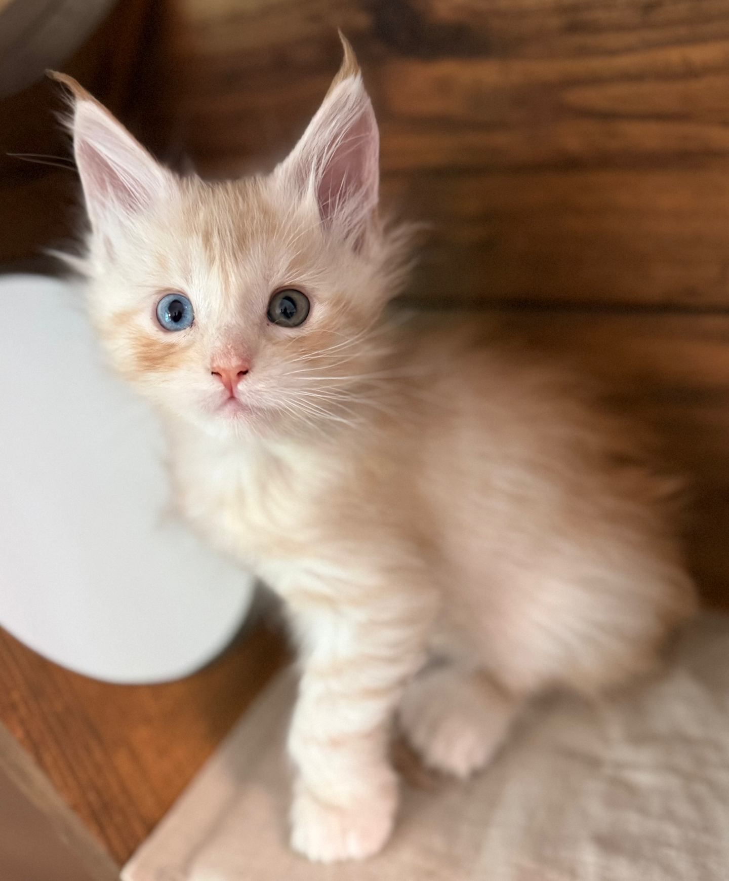 Iverson- 6 weeks #17