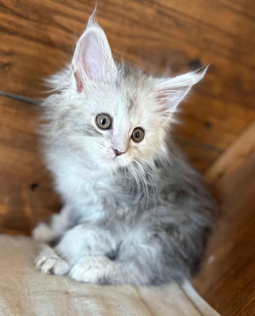 Azuree- 8 weeks