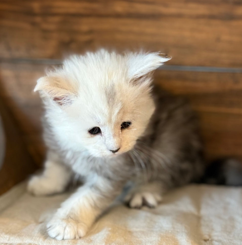 Calla- 5 weeks