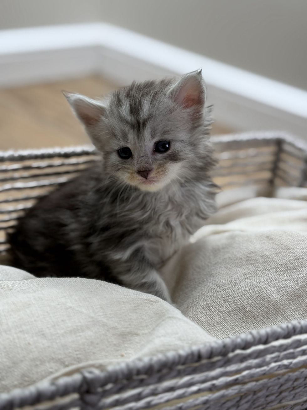 Axel- 4 weeks