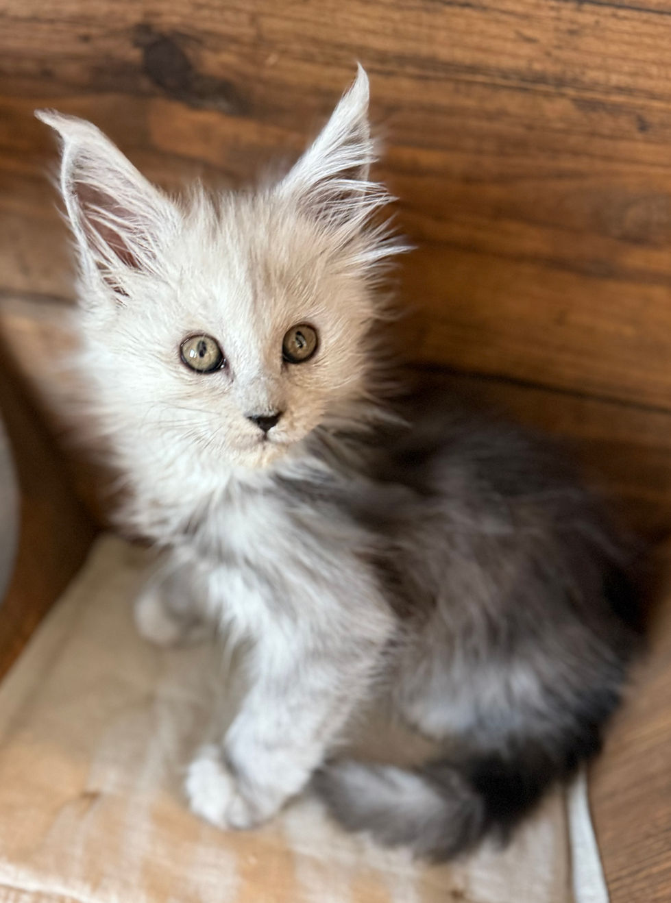 Cire- 8 weeks