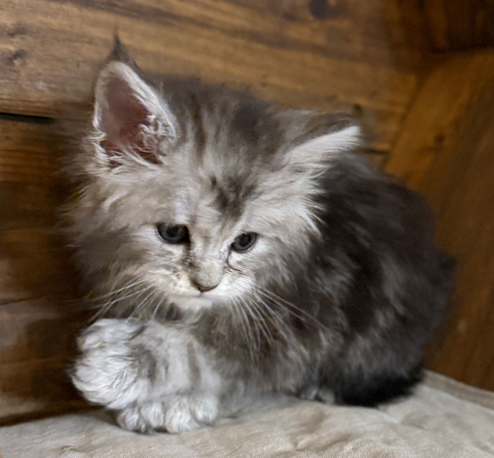Bree- 6 weeks