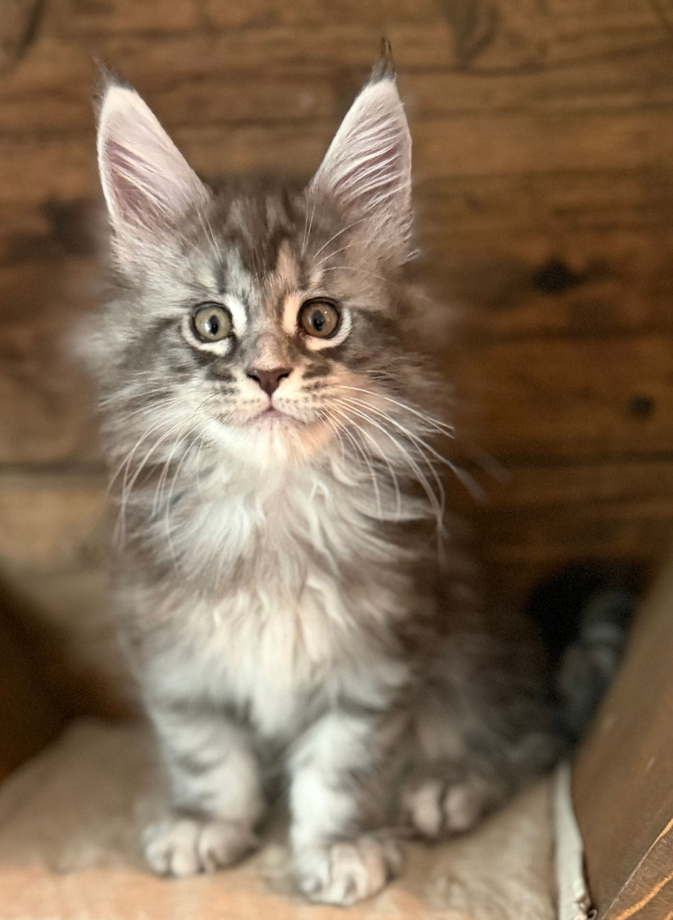 Kobe- 8 weeks