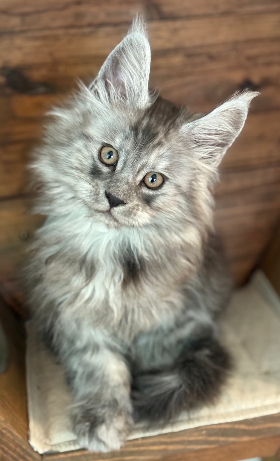 Declan - 10 Weeks