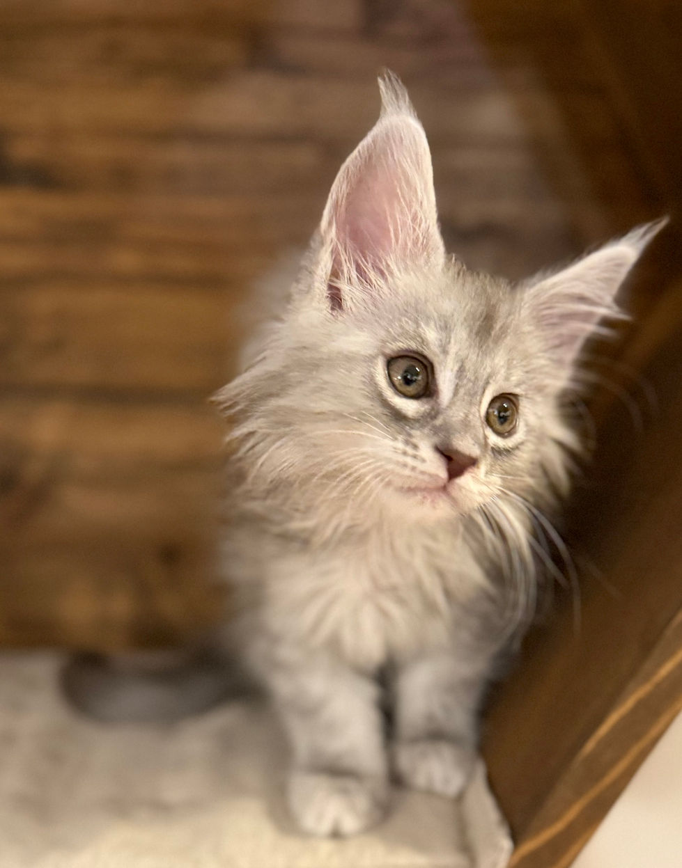 Astrid- 8 weeks