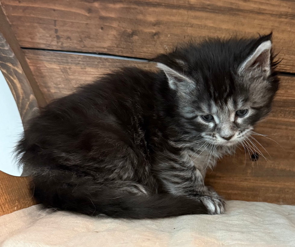 Indigo- 4 weeks #5