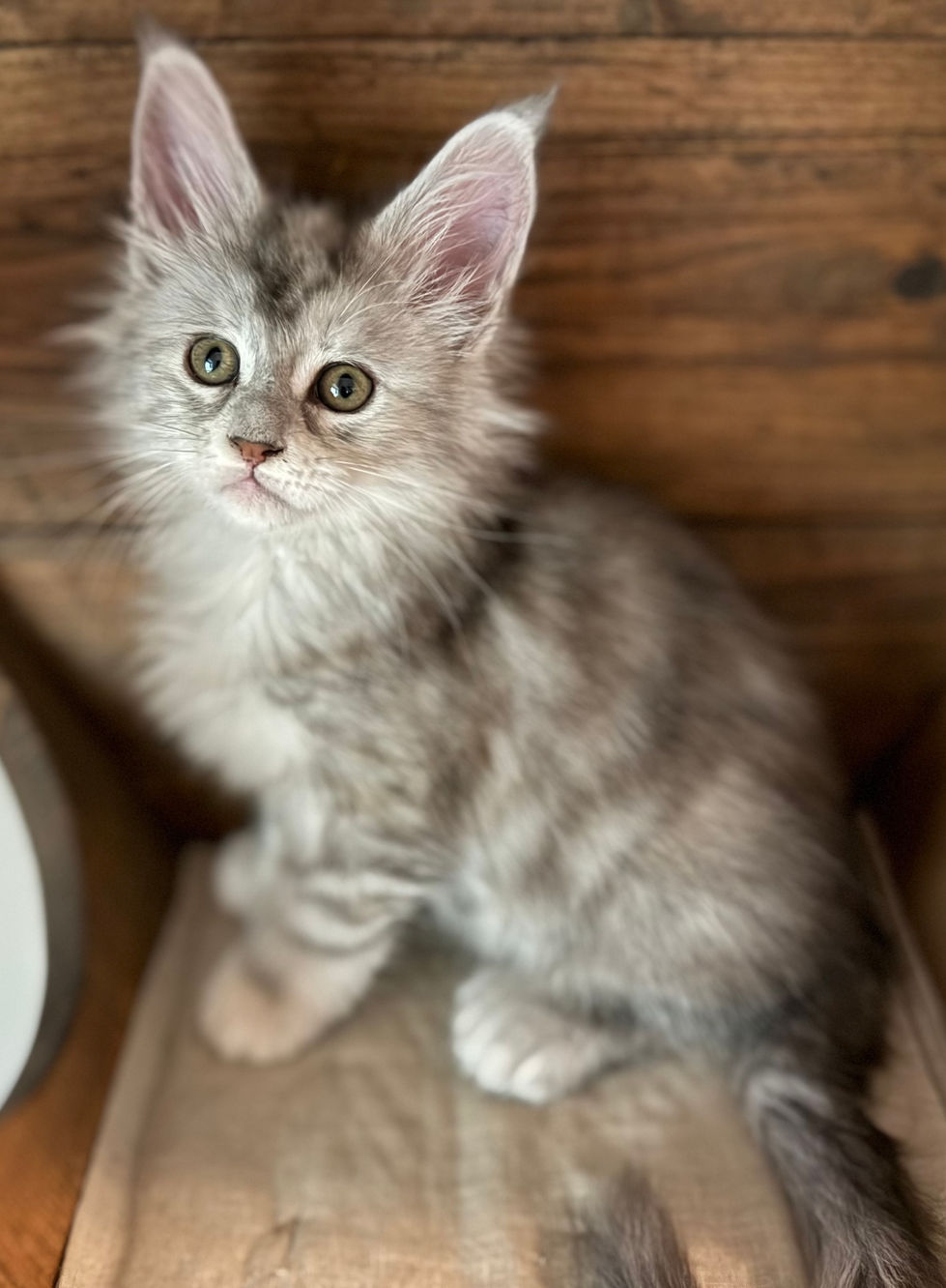 Josie- 8 weeks