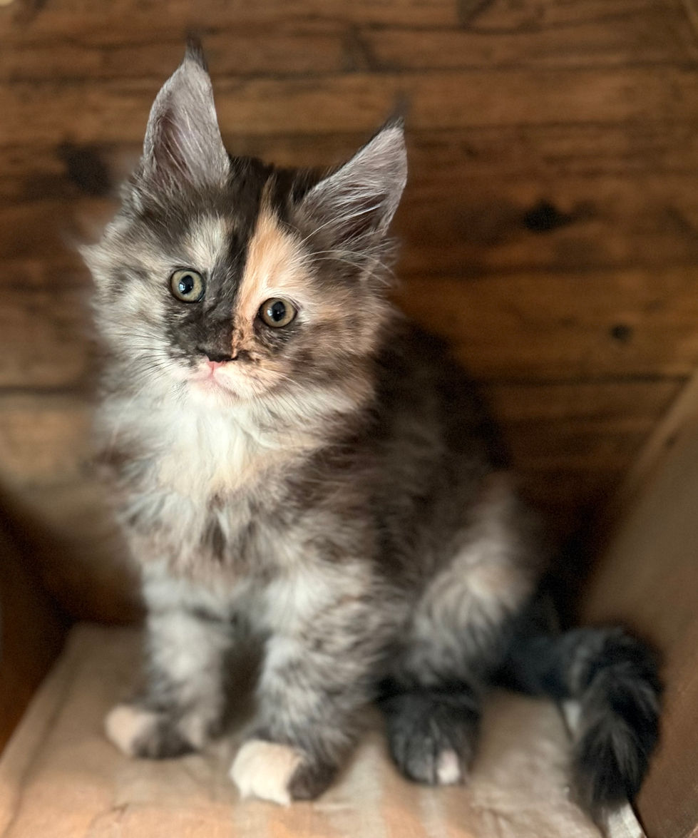 Juniper - 8 weeks