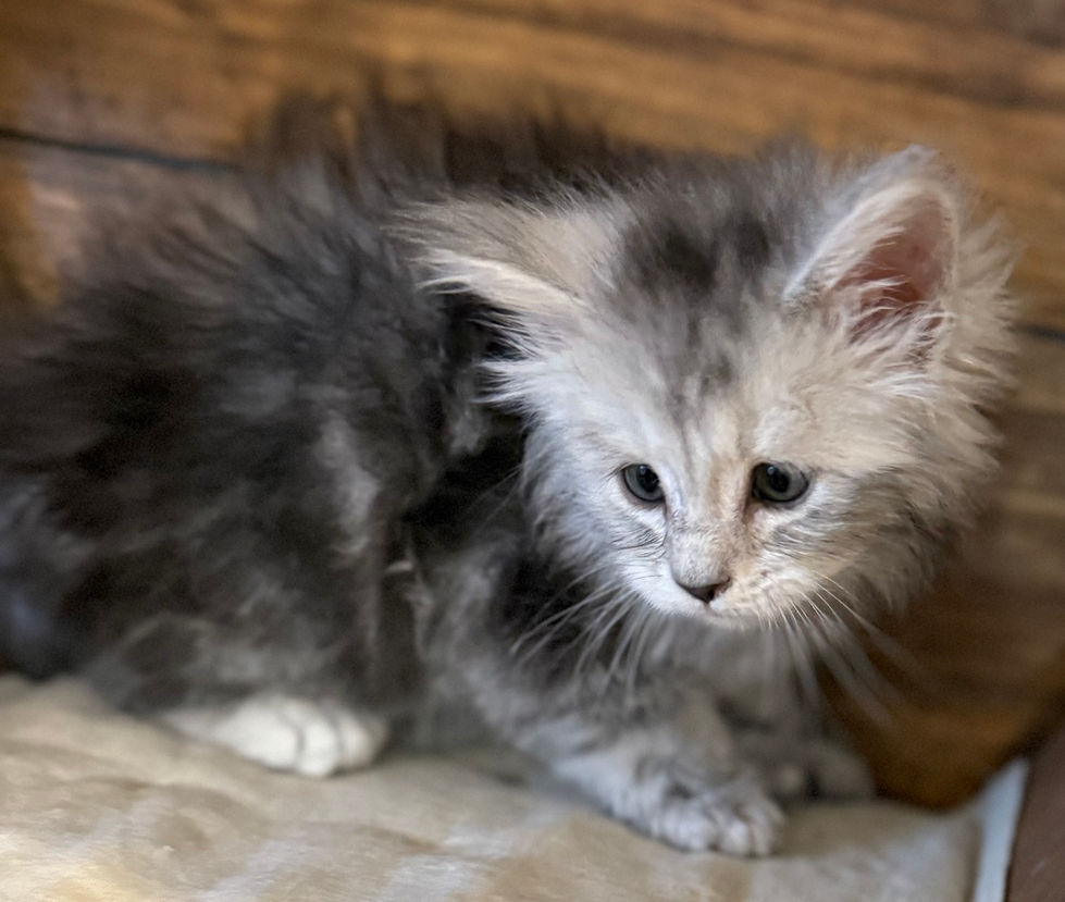 Billie- 6 weeks