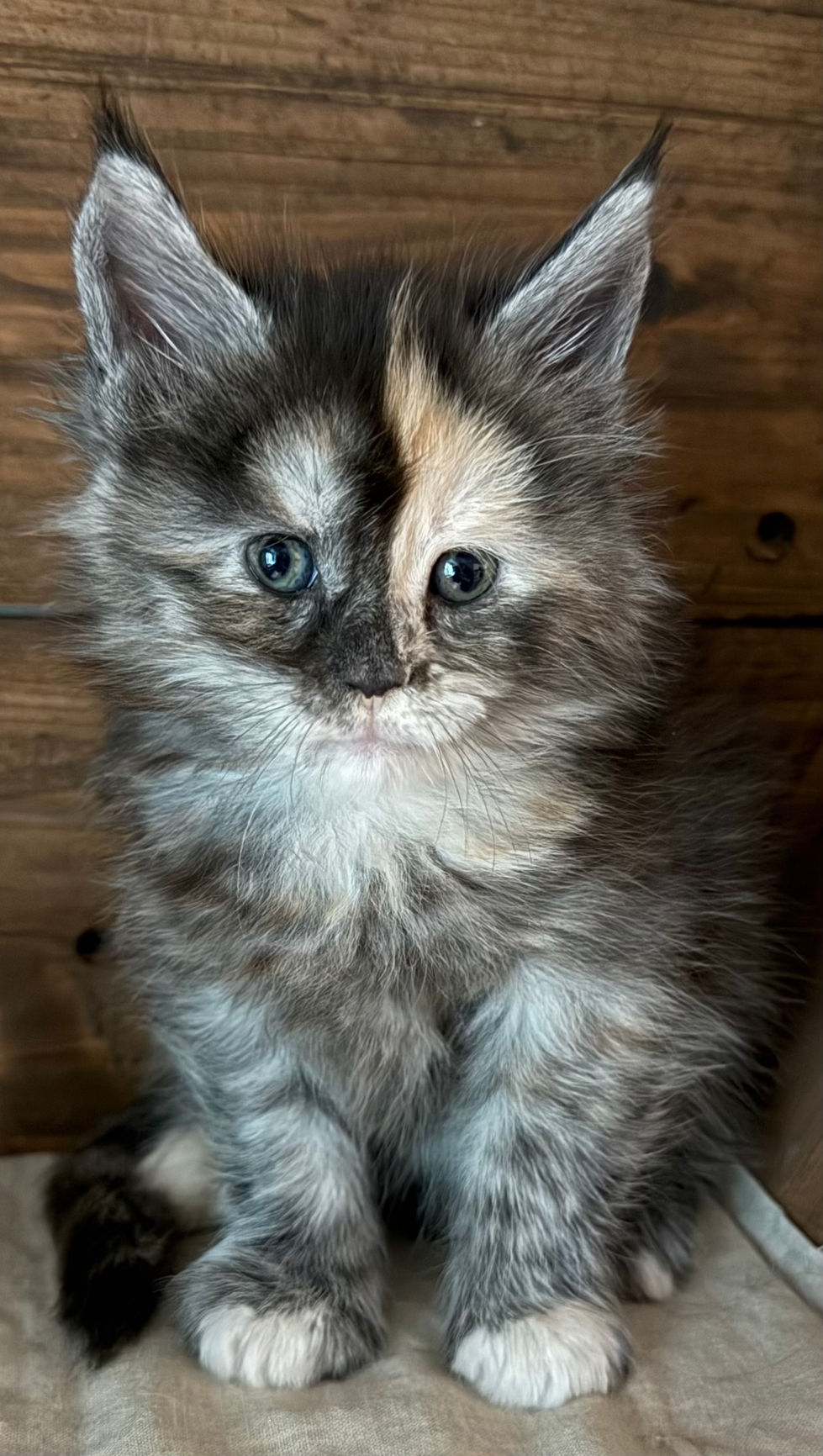 Juniper - 5 weeks