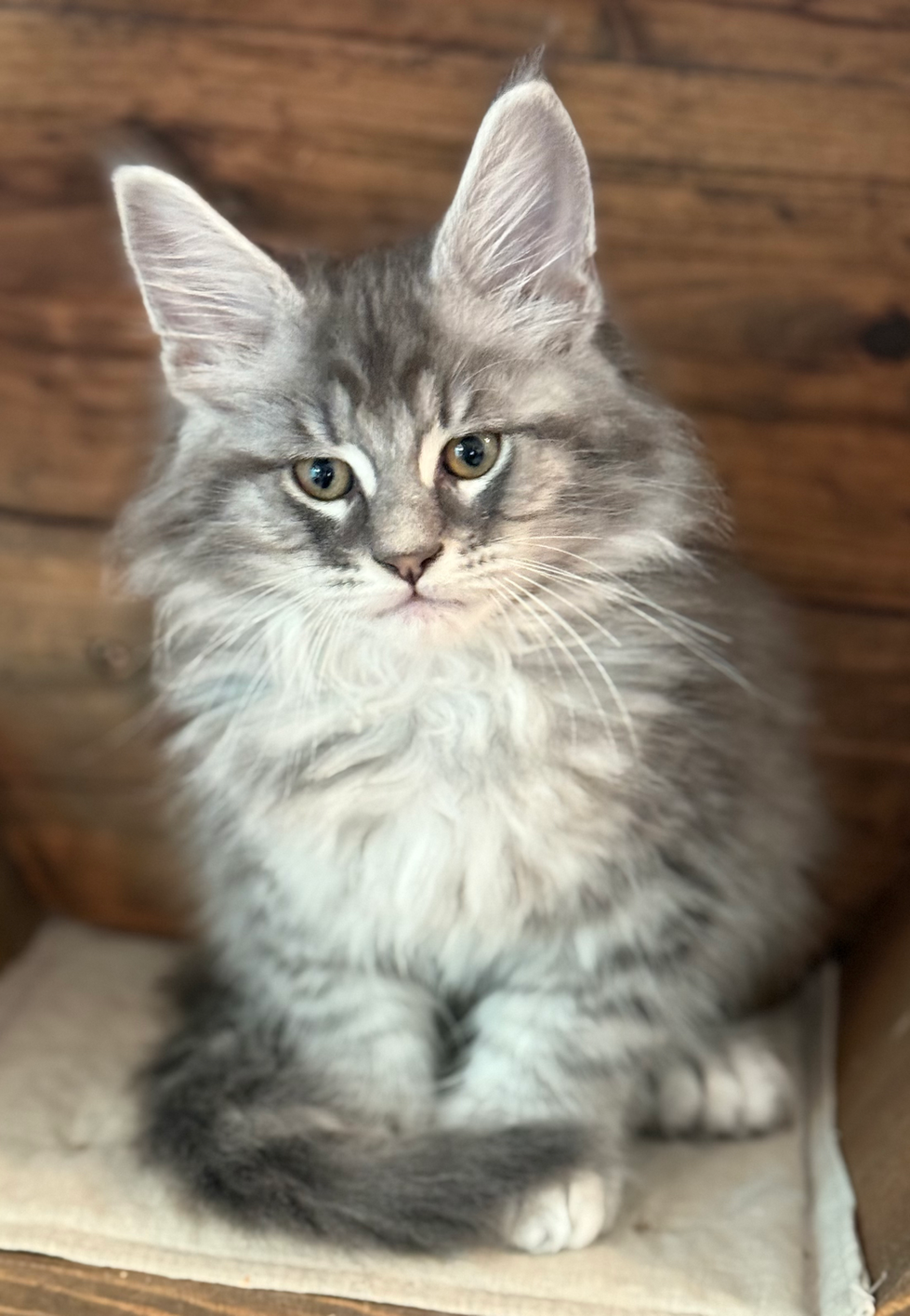 Dash - 10 Weeks