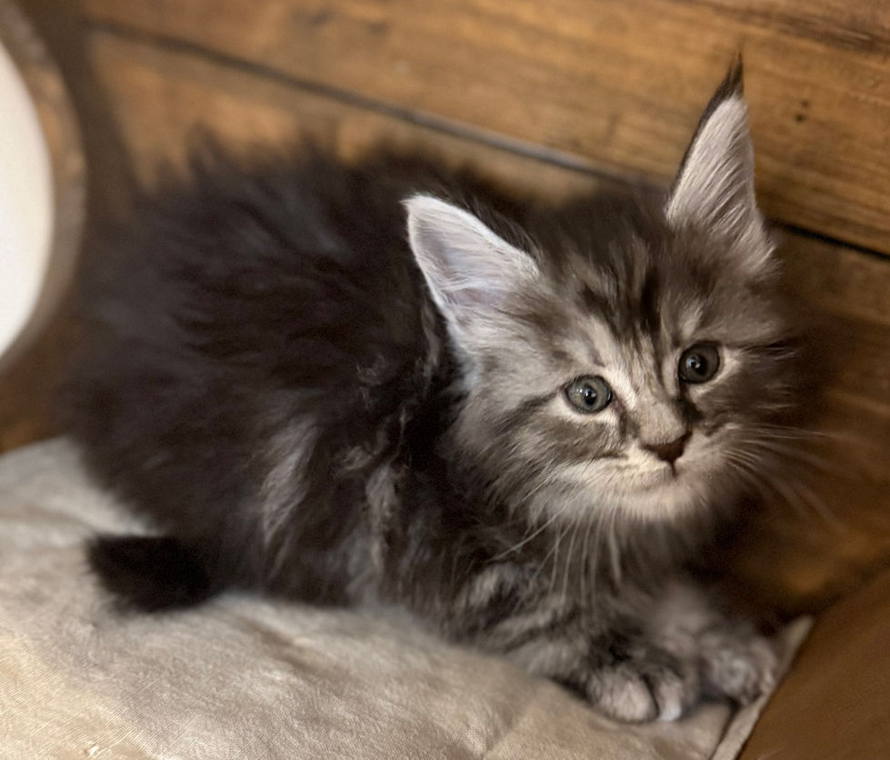 Bode- 6 weeks