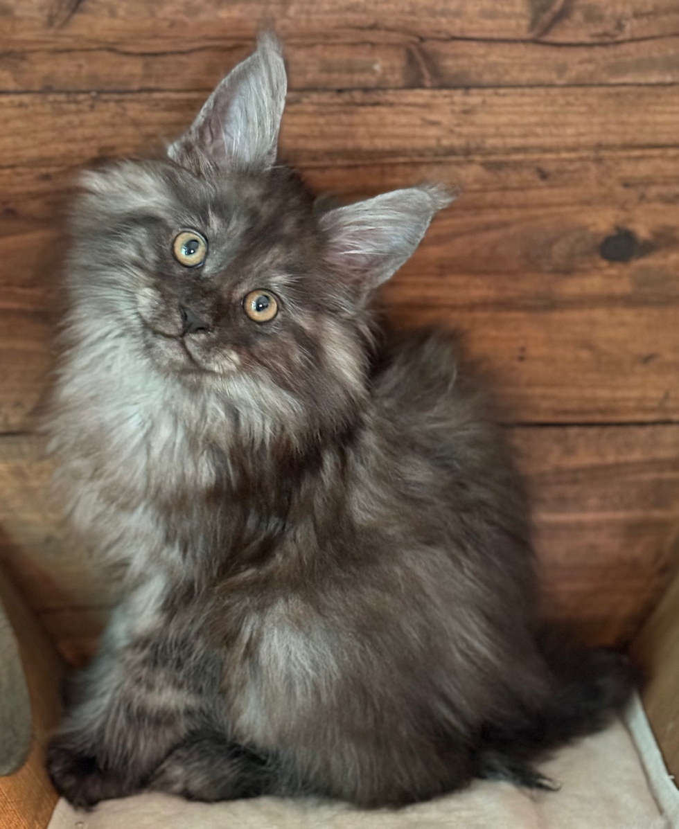 Damion - 10 Weeks