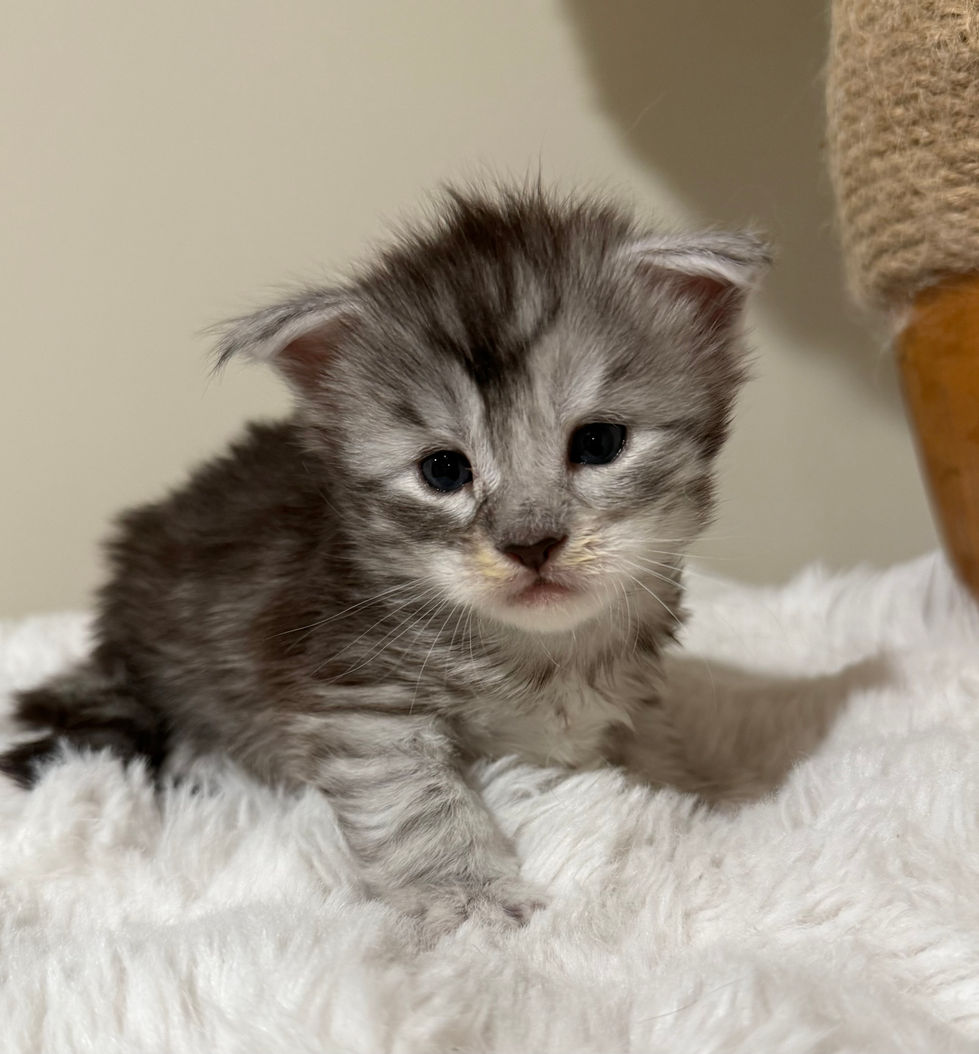 Jackson- 3 weeks