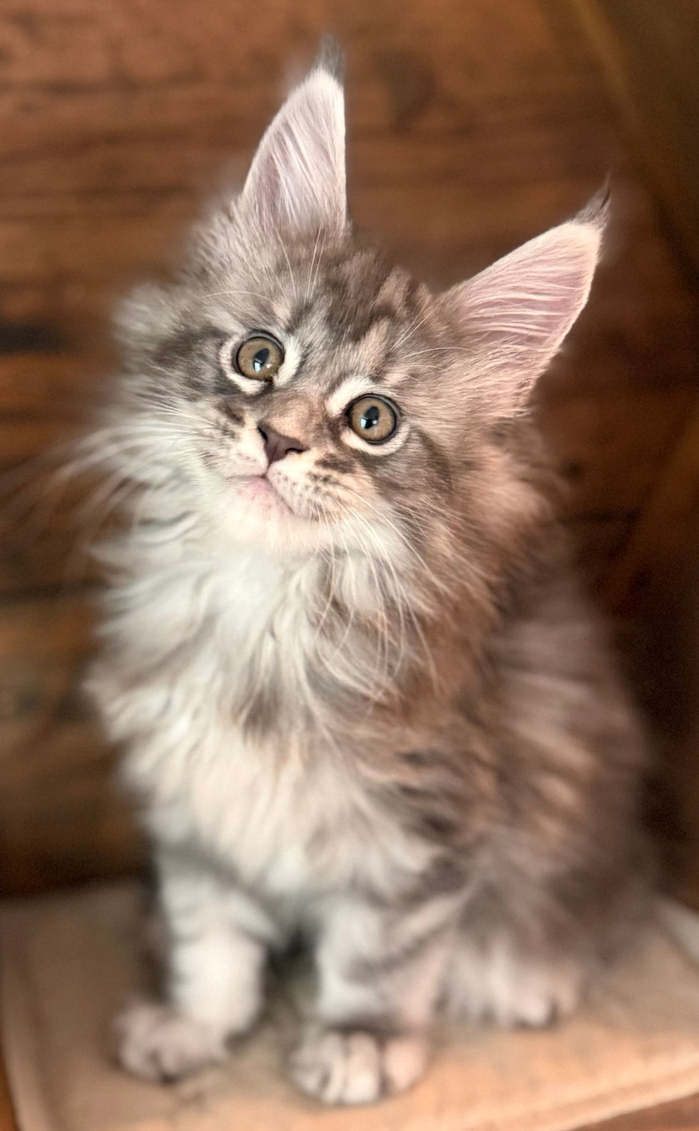 Kobe- 8 weeks