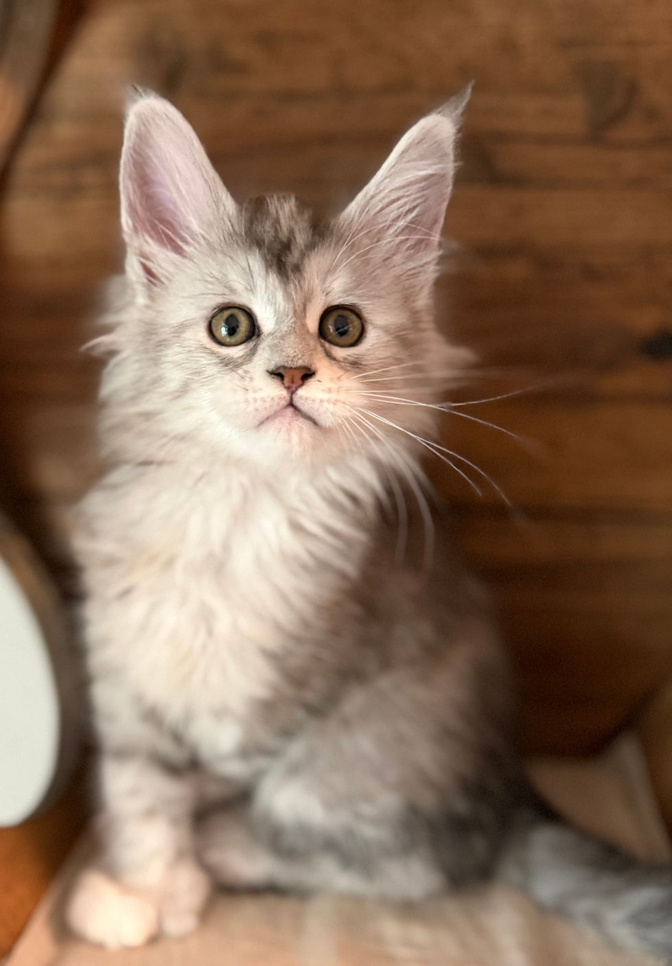 Josie- 8 weeks