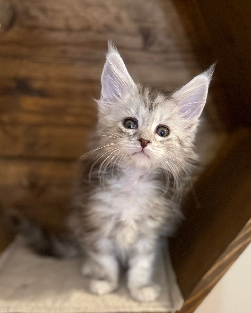 Axel- 8 weeks