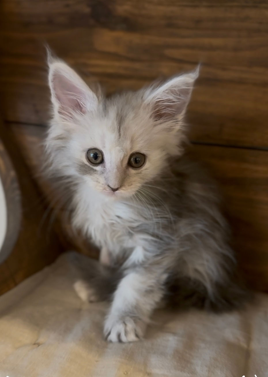 Azuree- 7 weeks