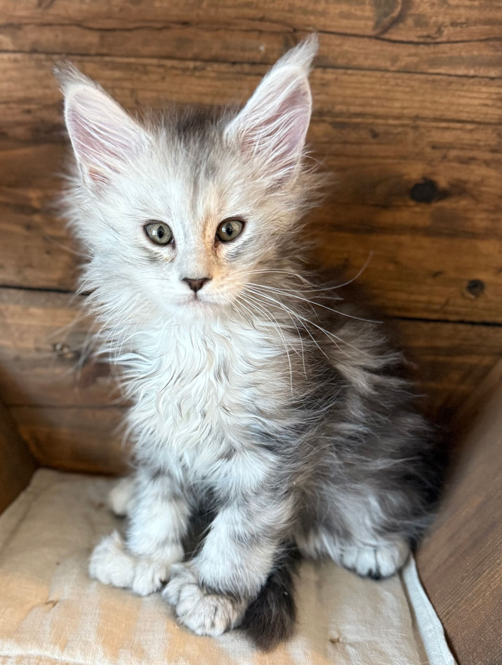 Billie- 8 weeks
