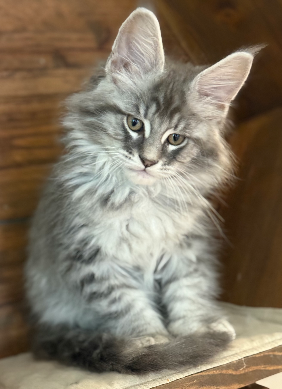 Dash - 10 Weeks