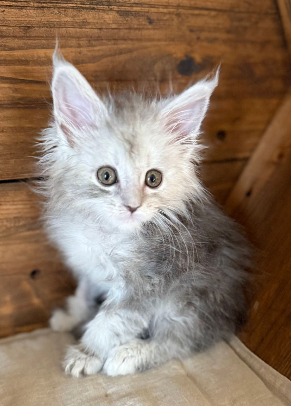 Azuree- 8 weeks