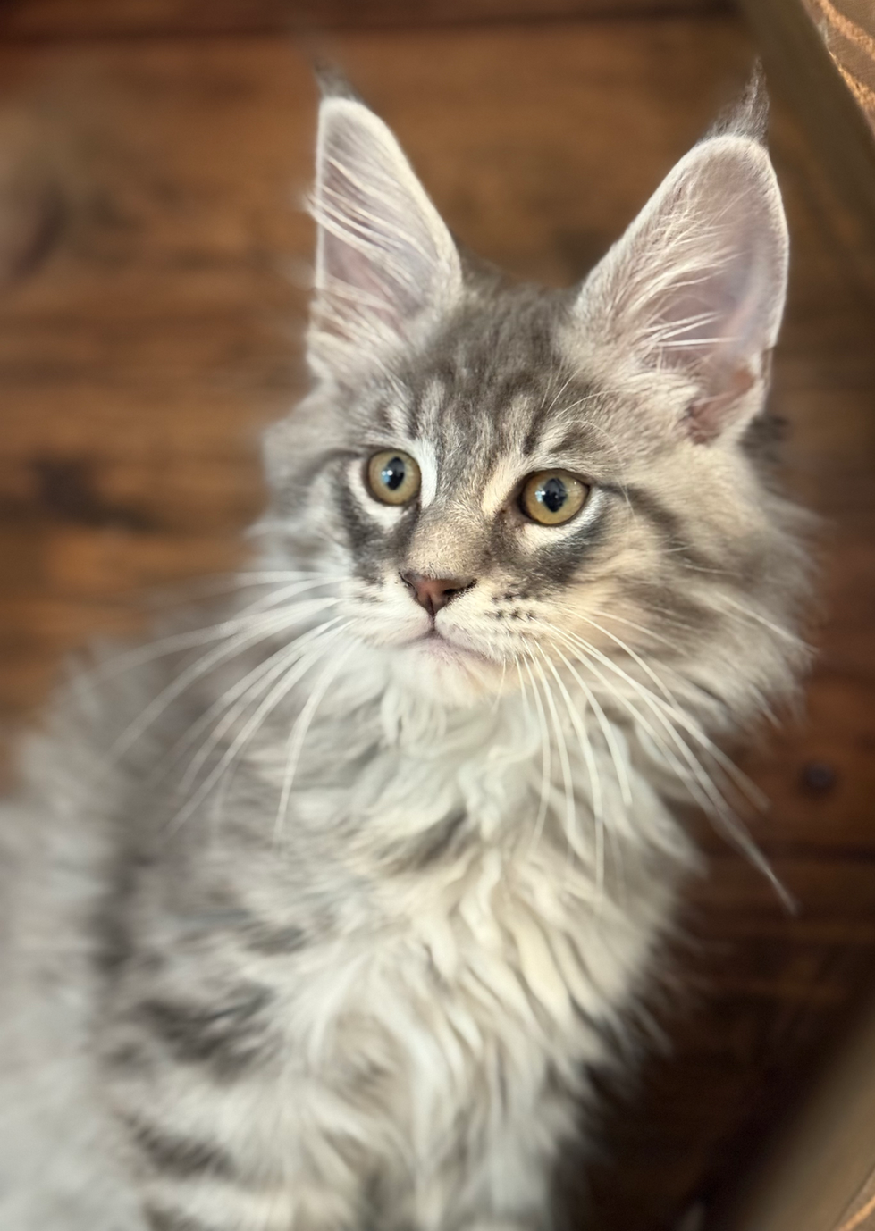 Dash - 11 Weeks