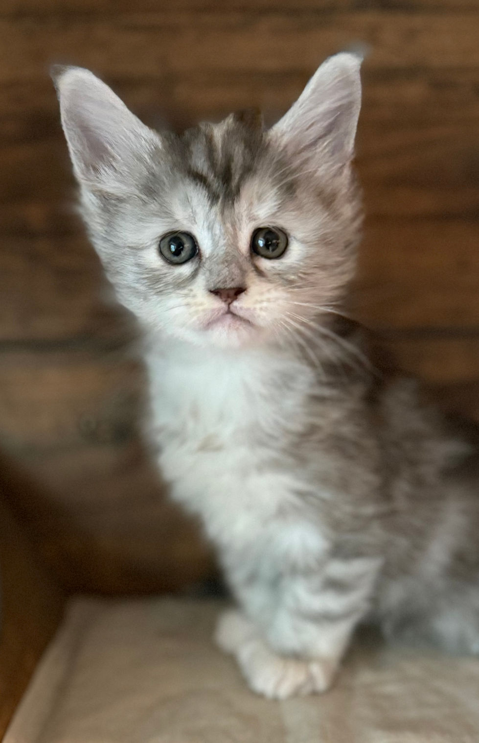 Josie- 5 weeks