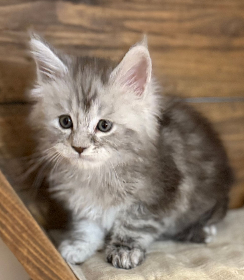 Bond- 6 weeks