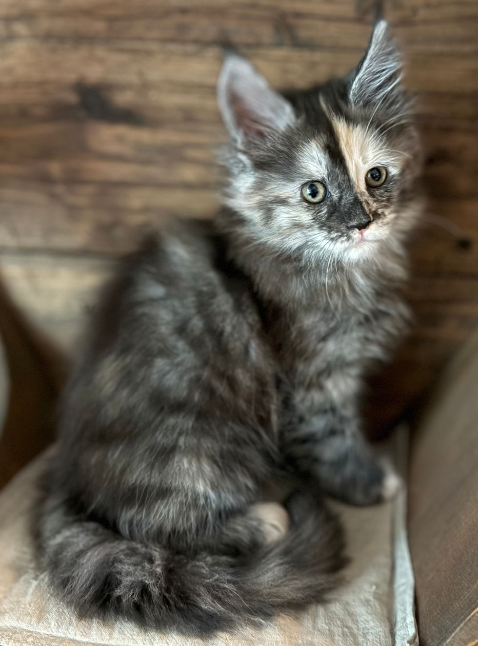 Juniper - 8 weeks