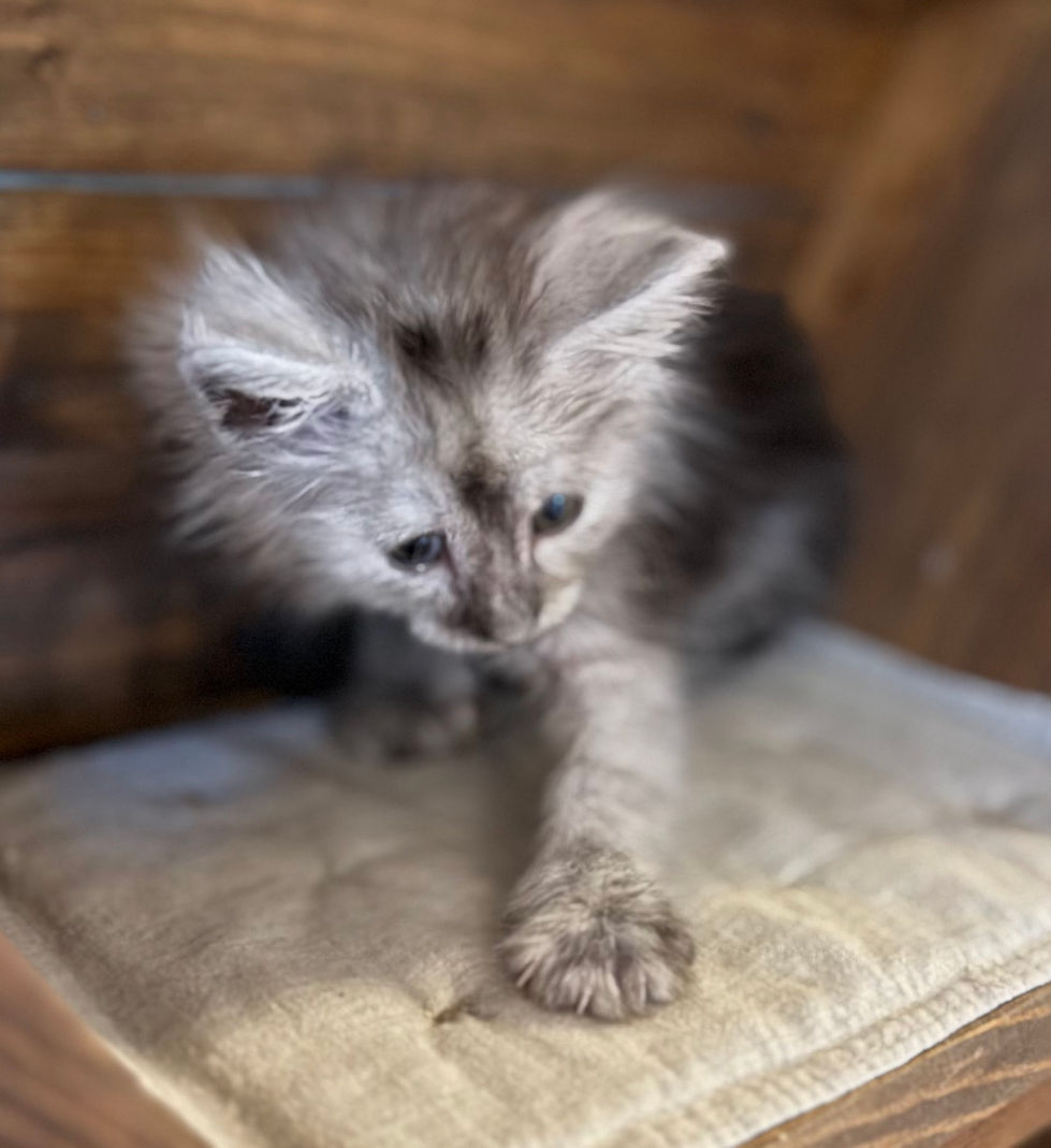 Ash- 8 weeks