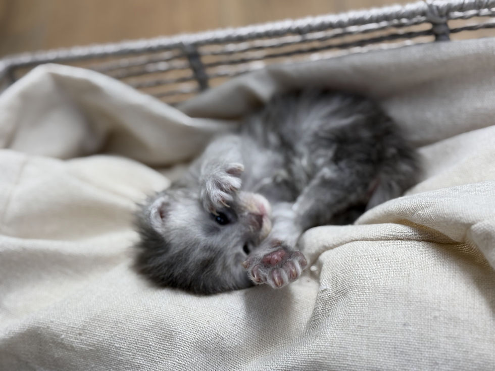 Astrid- 3 weeks