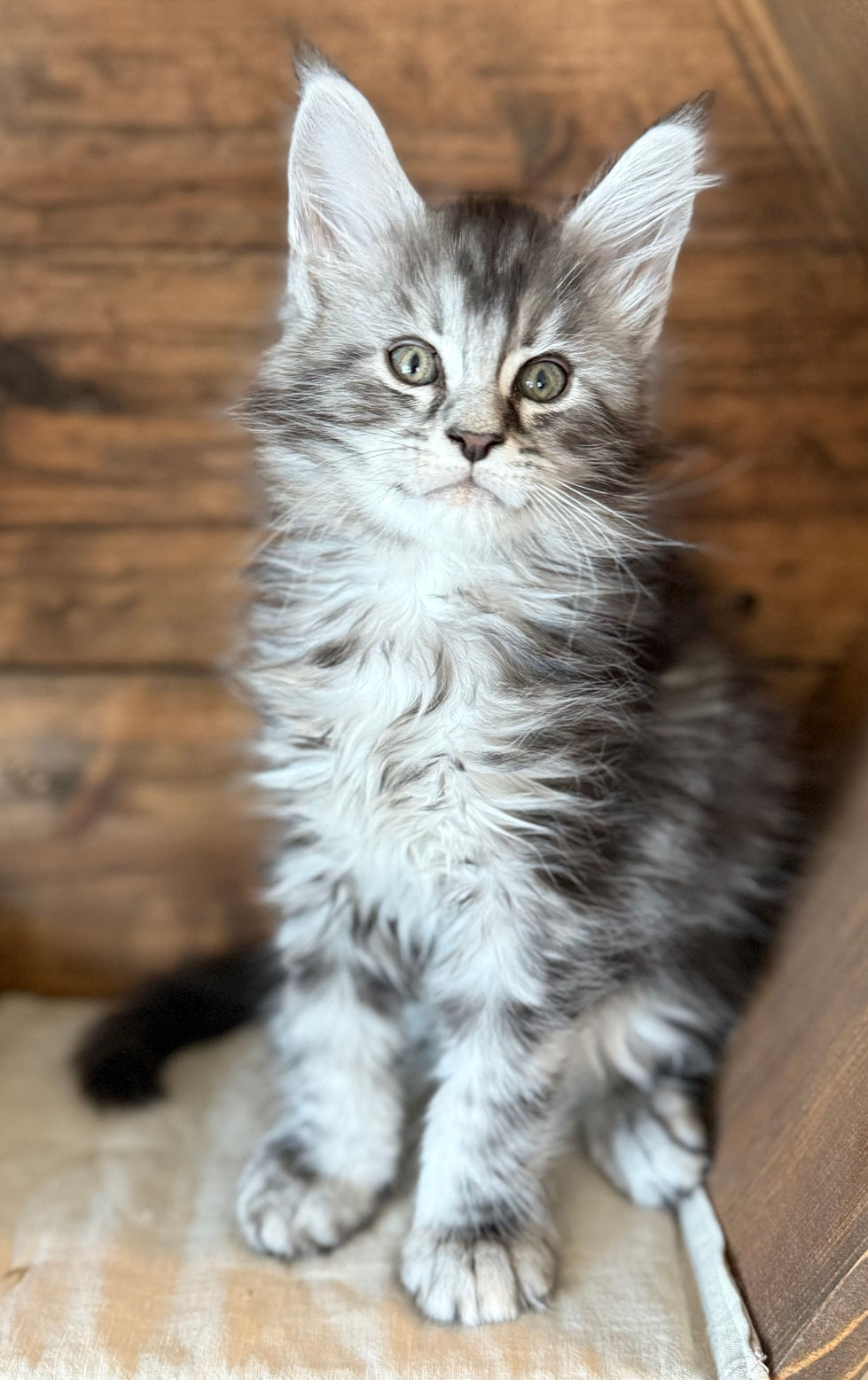 Bode- 8 weeks