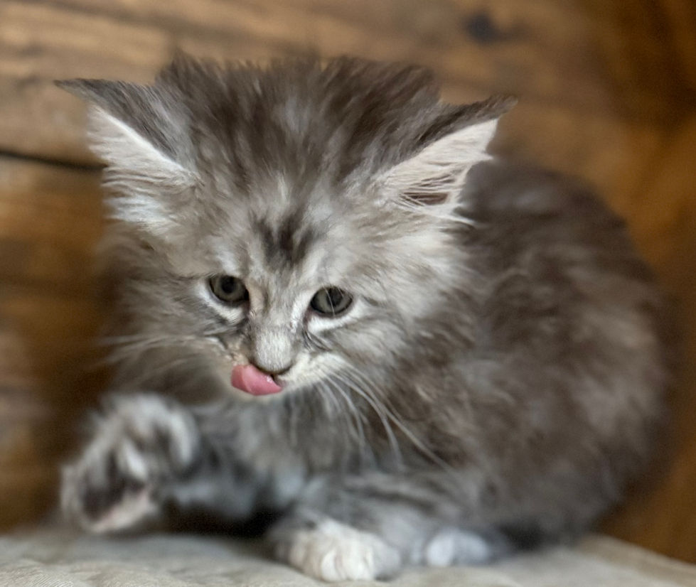 Bella- 6 weeks