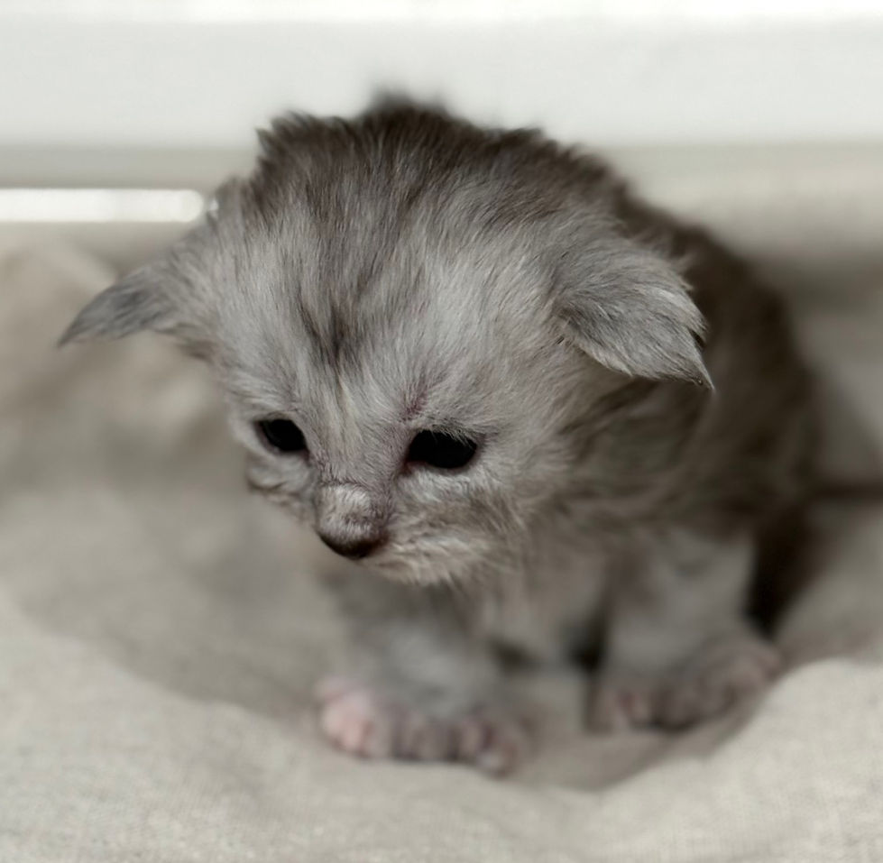 Brooke- 3 weeks