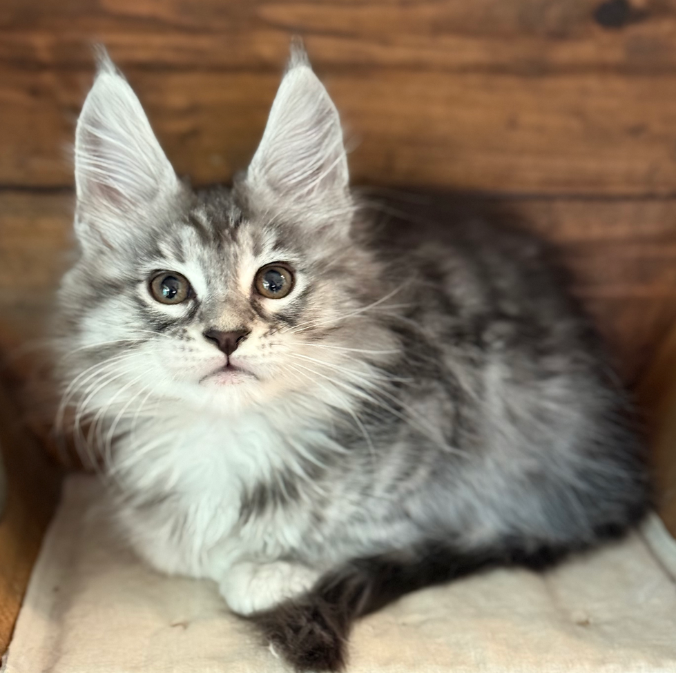 Danny - 10 weeks