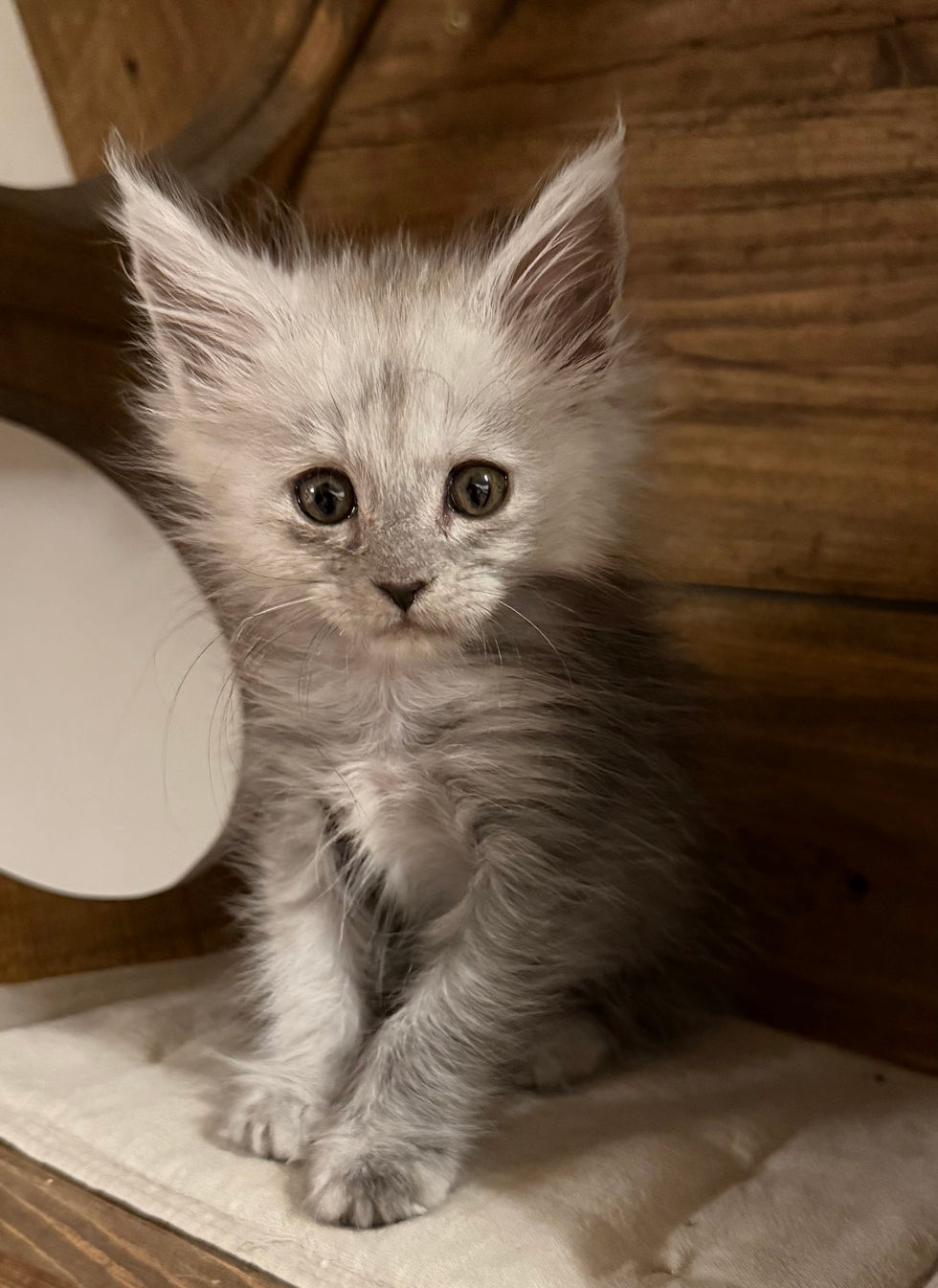 Ayla - 9 weeks