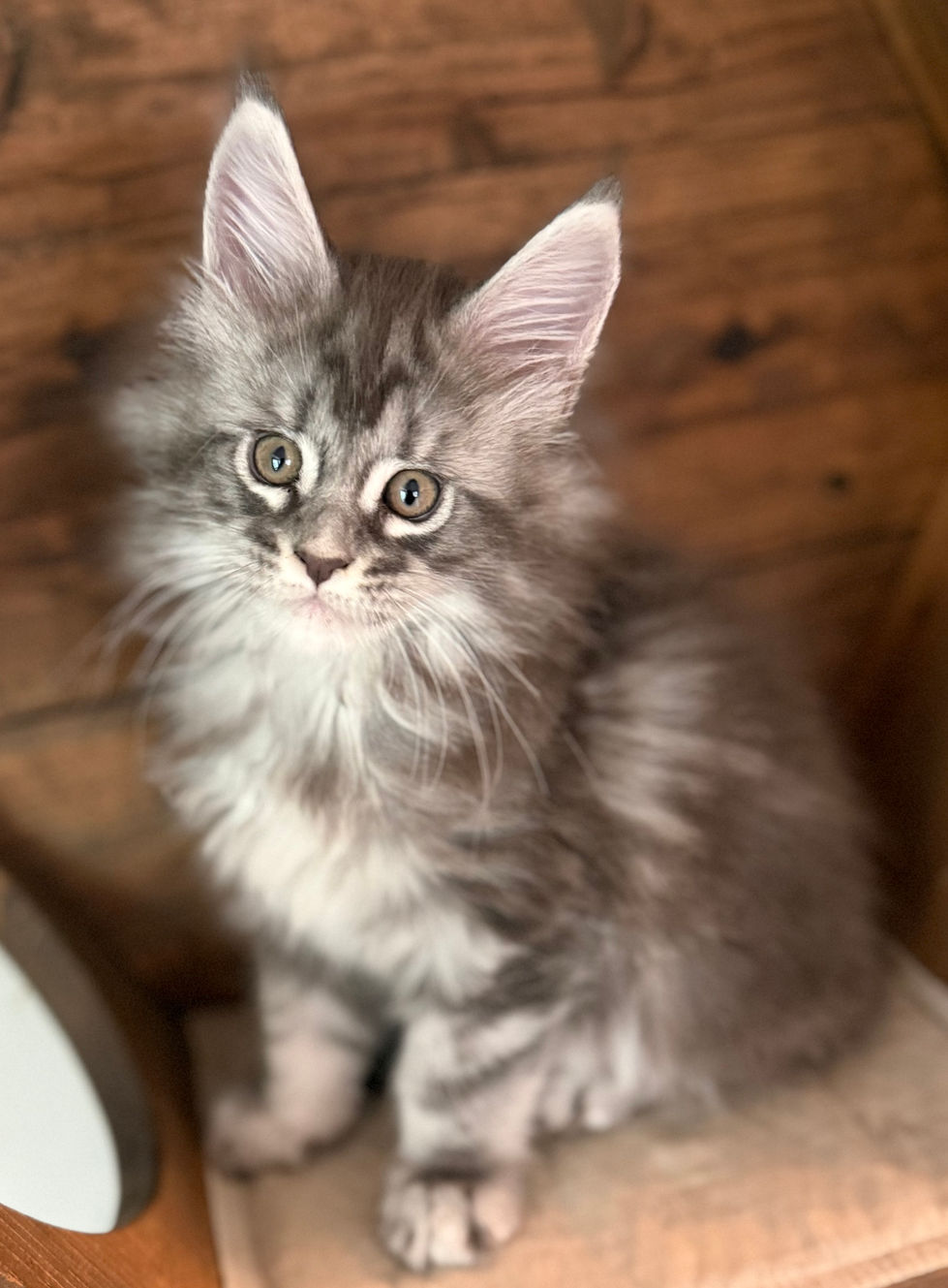 Kobe- 8 weeks