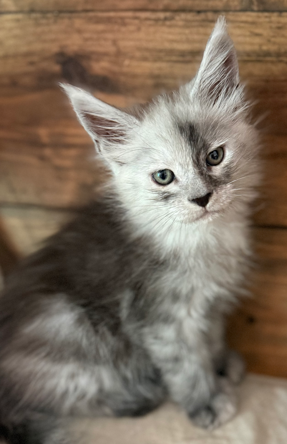 Howie- 6 weeks #11