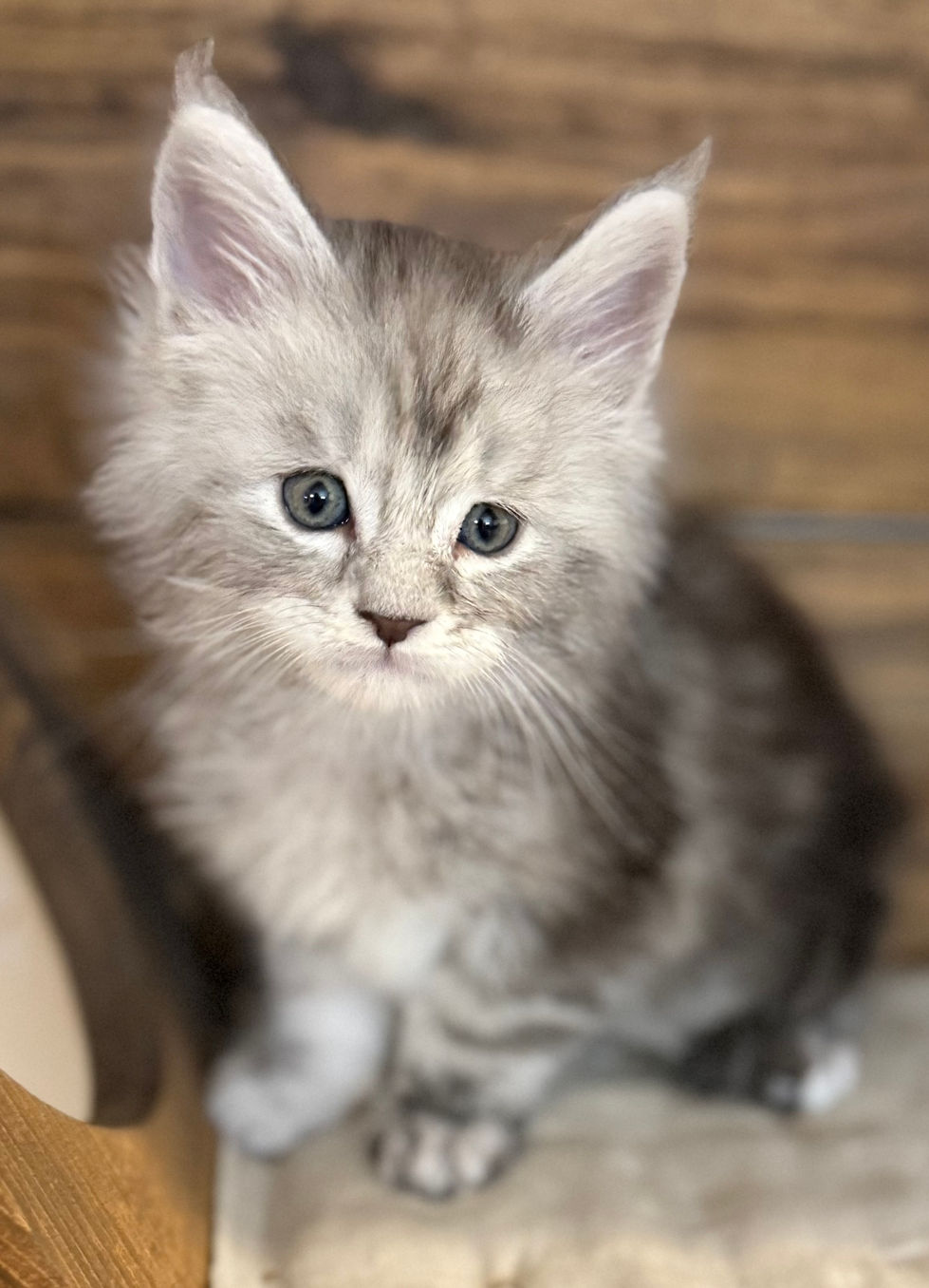 Bond- 6 weeks