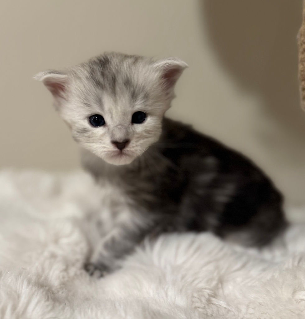Elise - 3 Weeks